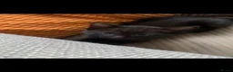 Mixed Breed cats for sale: Beautiful black/brown tabby’s  in Newcastle upon Tyne - Advert 10