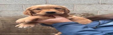 Golden Retriever 4