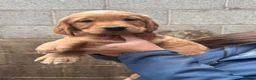 Golden Retriever dogs for sale: Beautiful litter of golden retriever puppies  in Bolton - Advert 8