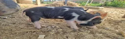 Pig livestock for sale: Piglets - Advert 7