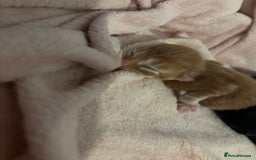 Domestic Shorthair cats for sale: 3 male kittens  - Image 7
