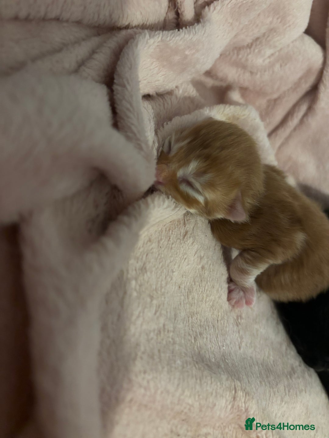 Domestic Shorthair cats for sale: 3 male kittens  - Image 7