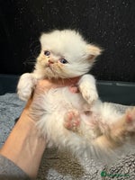 Persian cats - Advert 2