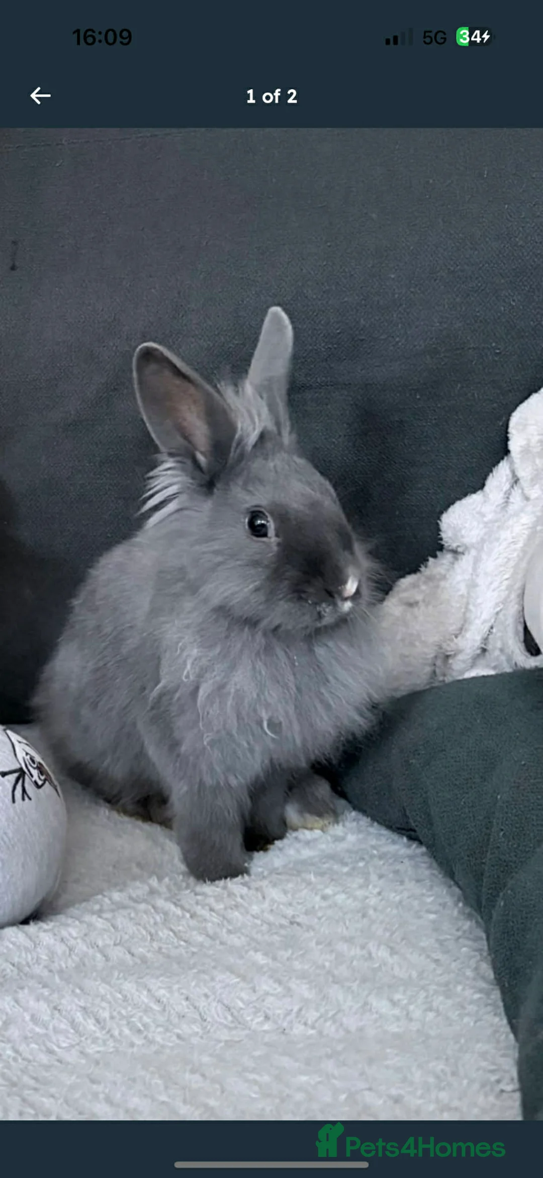 Mixed Breed rabbits for sale: Rabbit - Advert 2