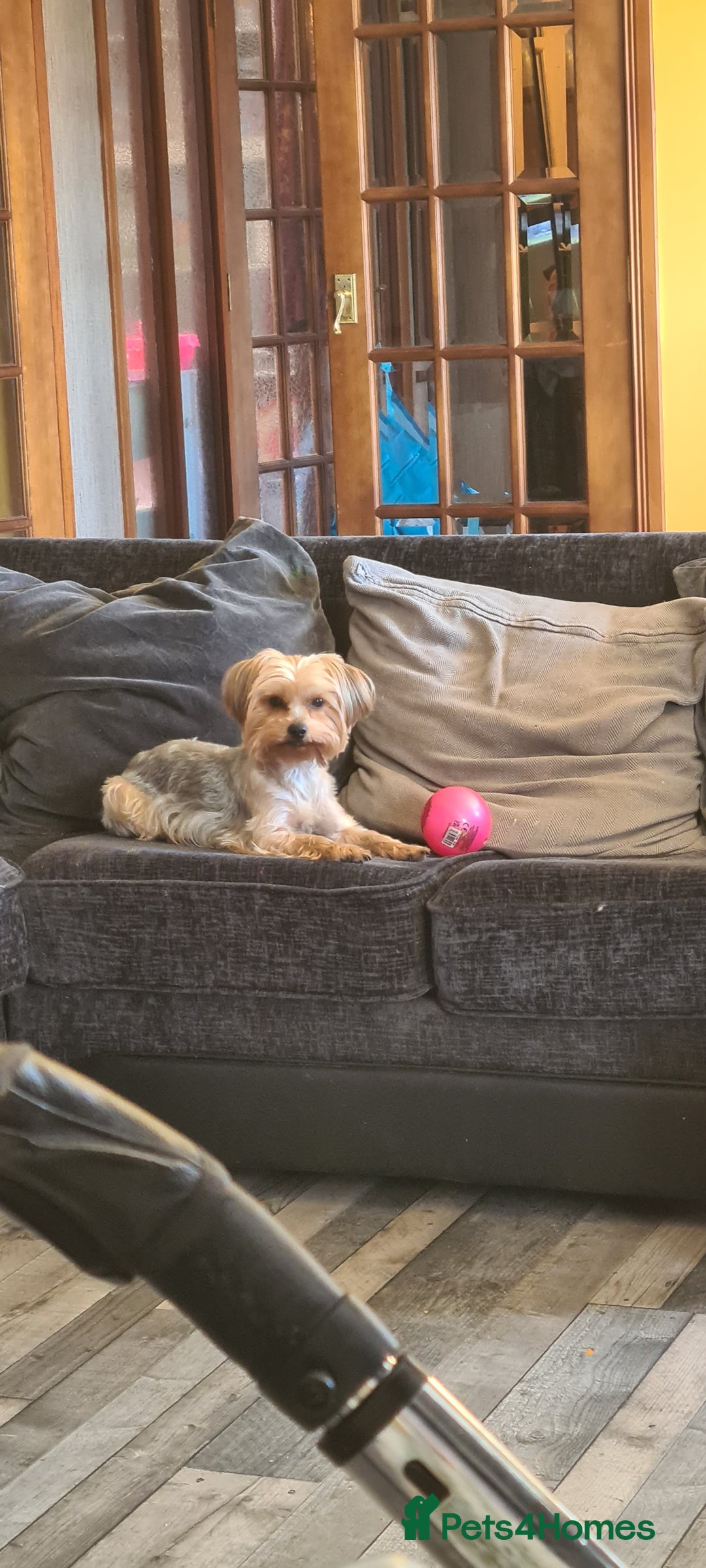 Yorkshire Terrier dogs for sale: Tiny beautiful Yorkshire Terrier - Image 17