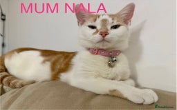 Mixed Breed cats for sale: READ INFO, 8 beautiful ginger kittens. - Image 15
