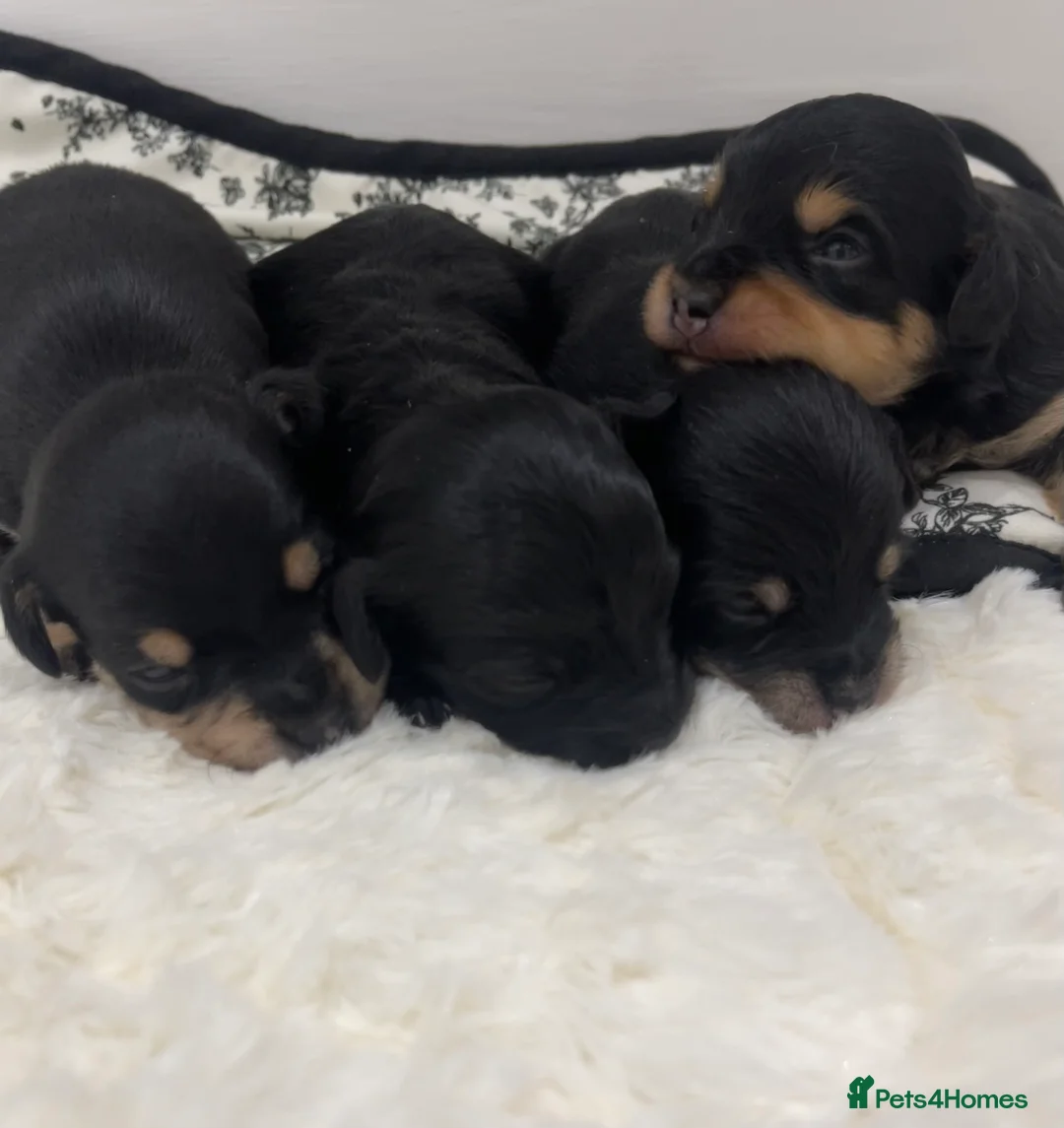 Jackapoo dogs for sale: Quality Jack Russel Puppies for sale 💌 - Advert 6
