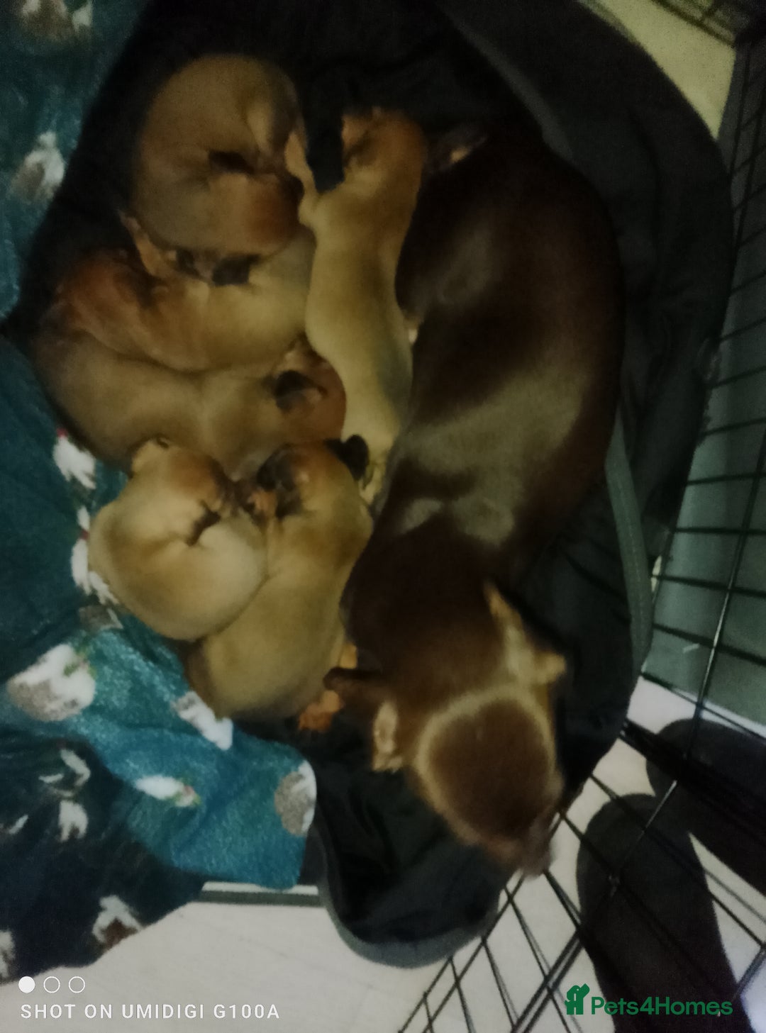 Dachshund dogs for sale: Last 2 dachshund boys for homes - Advert 1