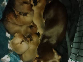 Dachshund dogs Last 2 dachshund boys for homes - Advert 3