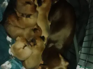 Dachshund dogs Last dachshund boy for deposit - Advert 21