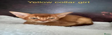 Yellow collar girl