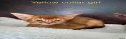 Abyssinian cats for sale: Adorable Abyssian kittens - Advert 8