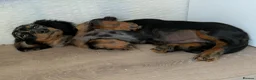Miniature Dachshund dogs for sale: Dachchund puppy boy in Wellingborough - Advert 6