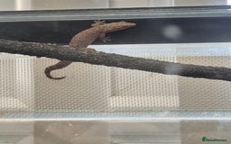 Gecko reptiles for sale: Mourning gecko adults - Advert 7