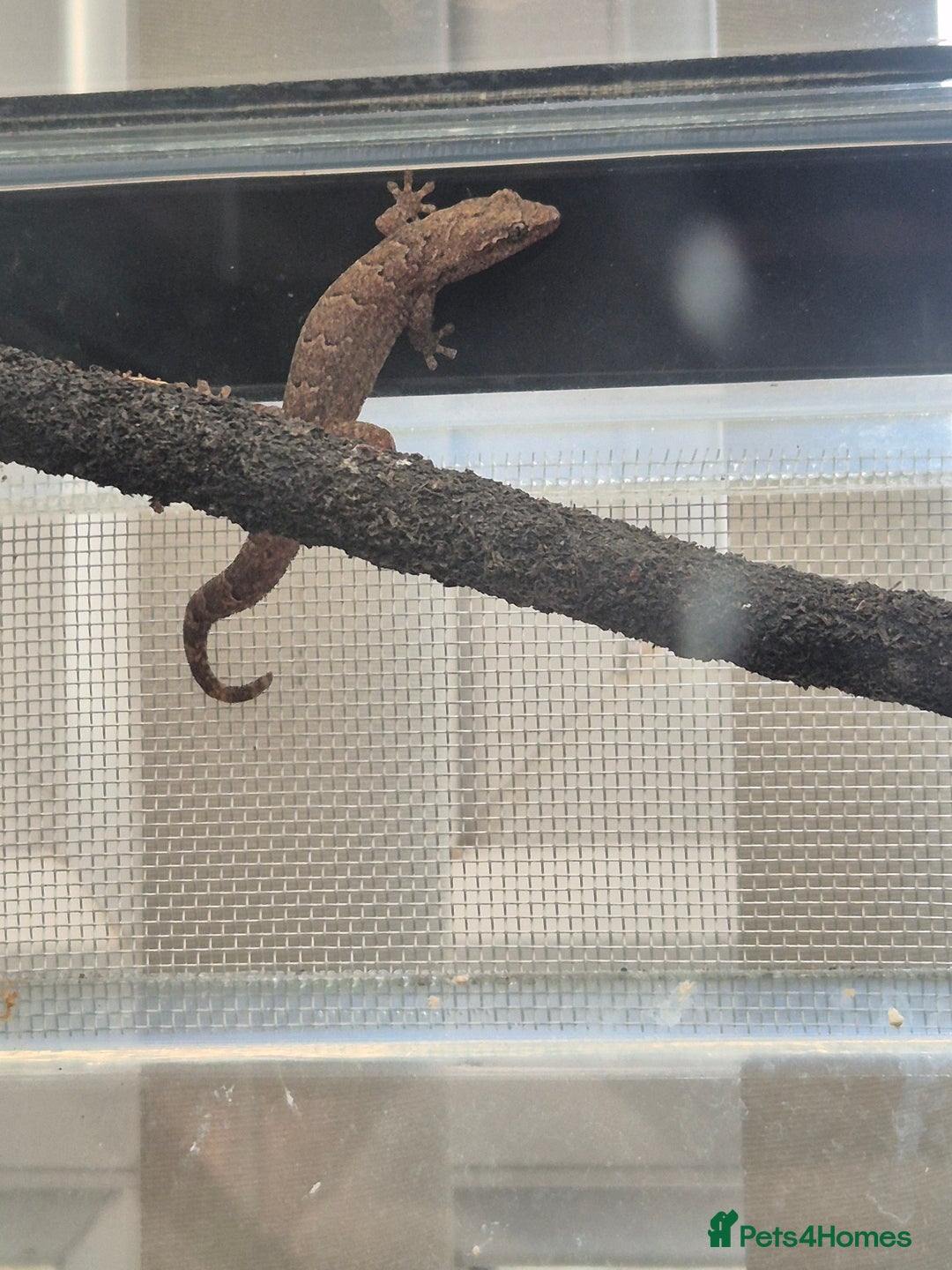 Gecko reptiles for sale: Mourning gecko adults - Advert 7