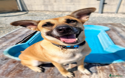 German Shepherd dogs for adoption: Kerry - the unluckiest dog at 2nd Chance - Image 9