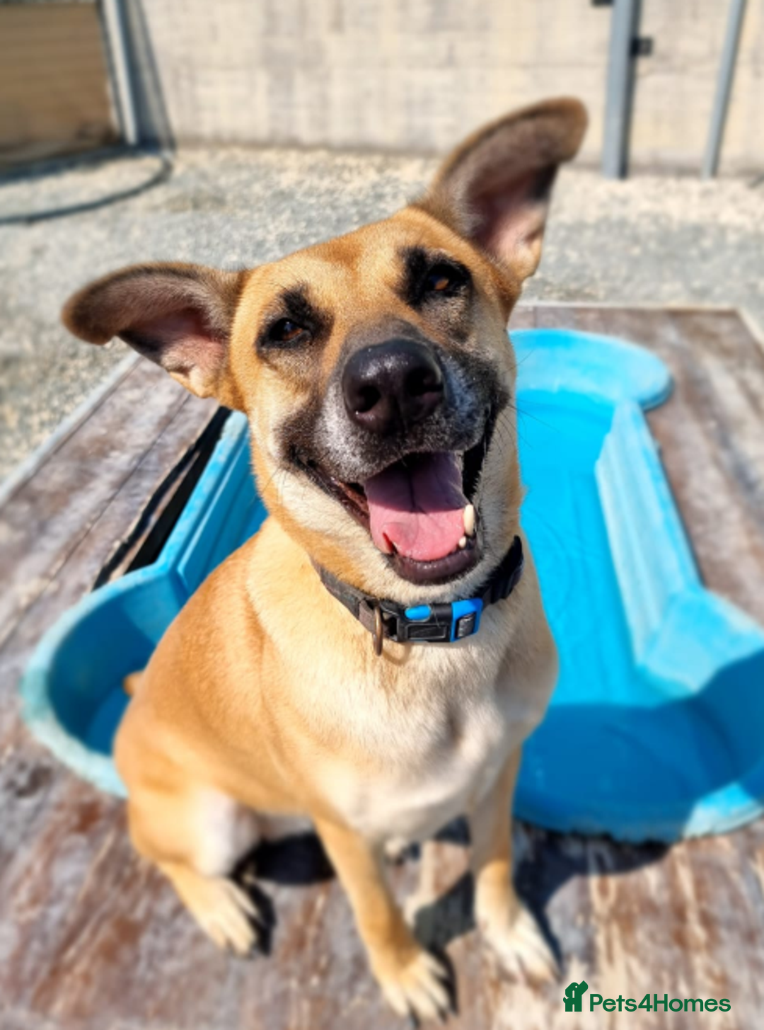 German Shepherd dogs for adoption: Kerry - the unluckiest dog at 2nd Chance - Image 9