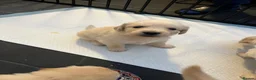 Golden Retriever dogs for sale: Golden retriever pups  - Advert 1