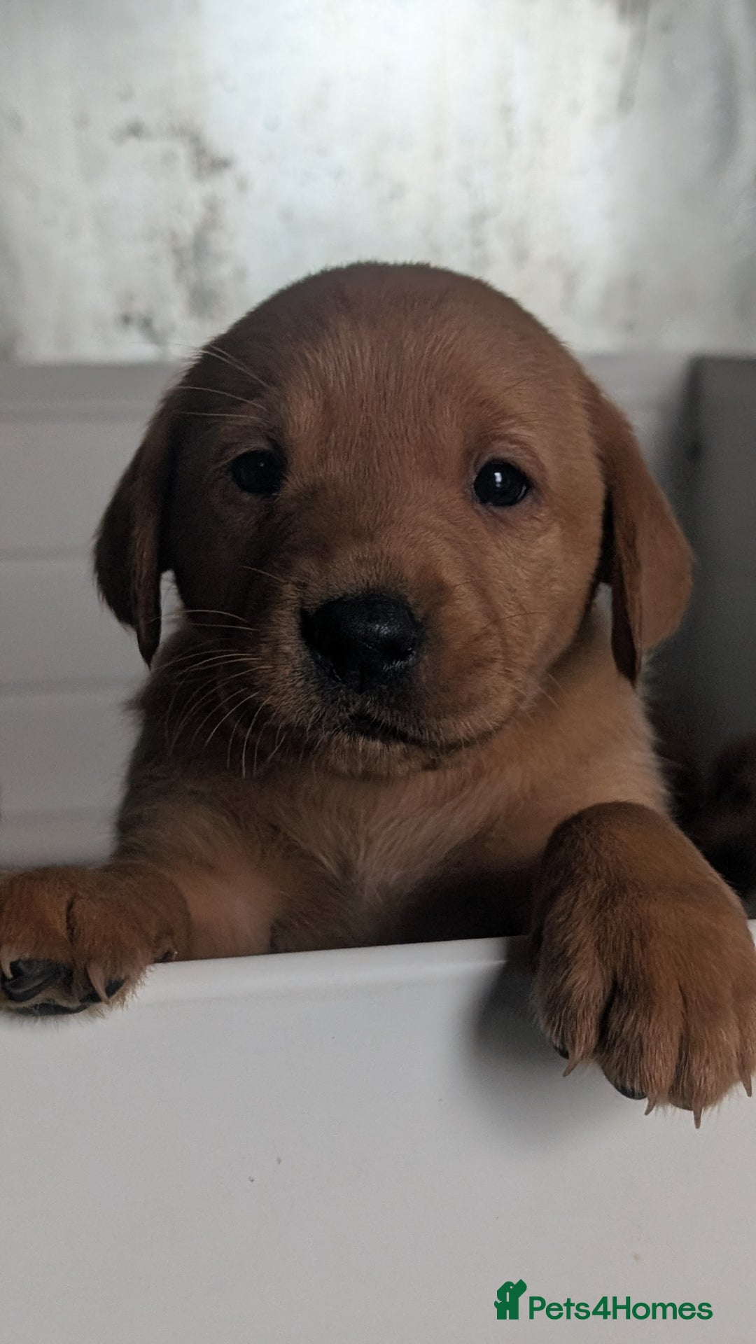 Labrador Retriever dogs for sale: Fab KC Fox Red Pups - 4* Higher Standard Breeder - Advert 14