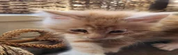 Maine Coon cats for sale: Maine coon boy full breed - Advert 5