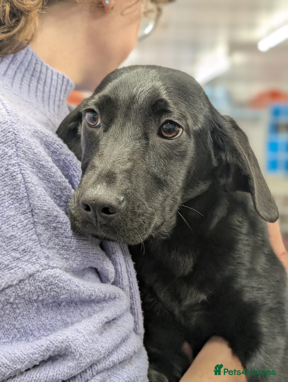 Mixed Breed dogs Spike - In Aye Looking for a Home  - Advert 3