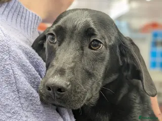 Mixed Breed dogs Spike - In Aye Looking for a Home - Advert 3