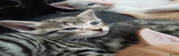 Mixed Breed cats for sale: Six boys and one girl😍😍😍 - Advert 10