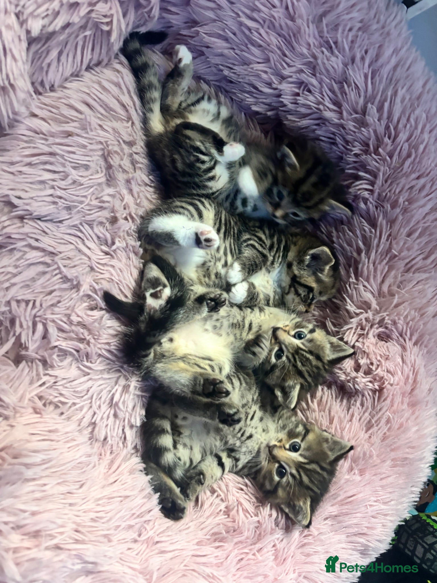 Mixed Breed cats Adorable Kittens for Sale 🐾 - Advert 5