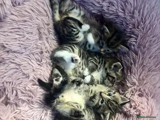 Mixed Breed cats Adorable Kittens for Sale 🐾 - Advert 5