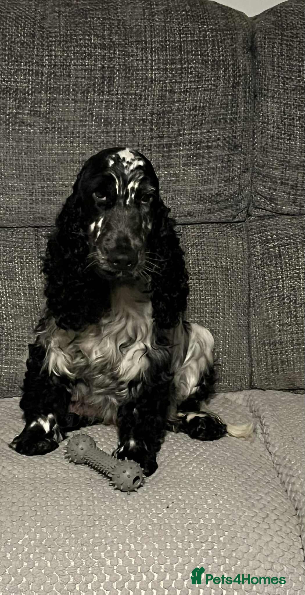 Cocker Spaniel dogs Show cocker spaniel girl - Advert 1