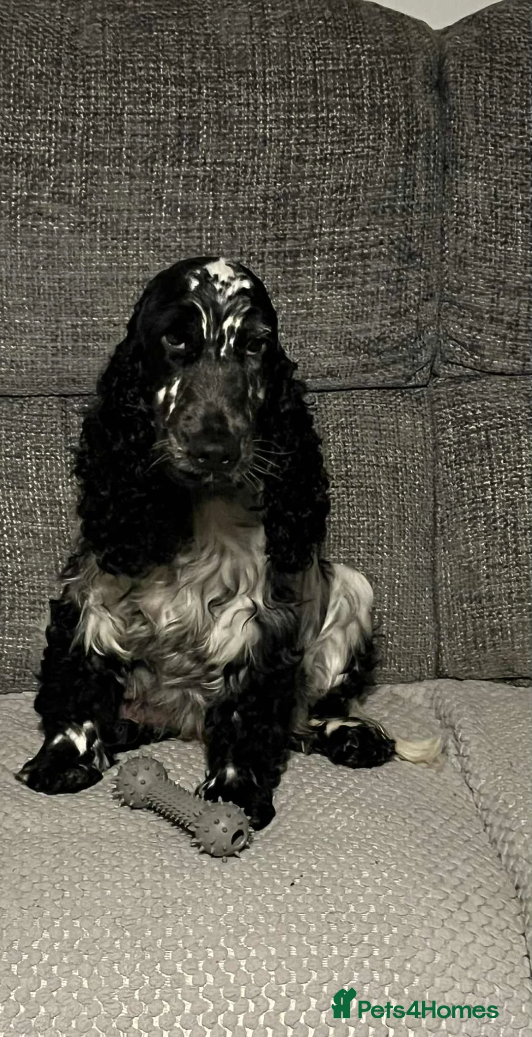 Cocker Spaniel dogs for sale: Show cocker spaniel girl in Bristol - Advert 1