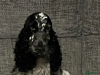 Cocker Spaniel dogs Show cocker spaniel girl - Advert 1