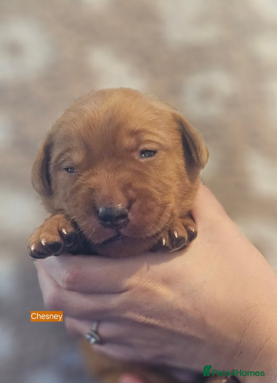 Labrador Retriever dogs for sale: KC Fox Red Labrador Puppys - Advert 22