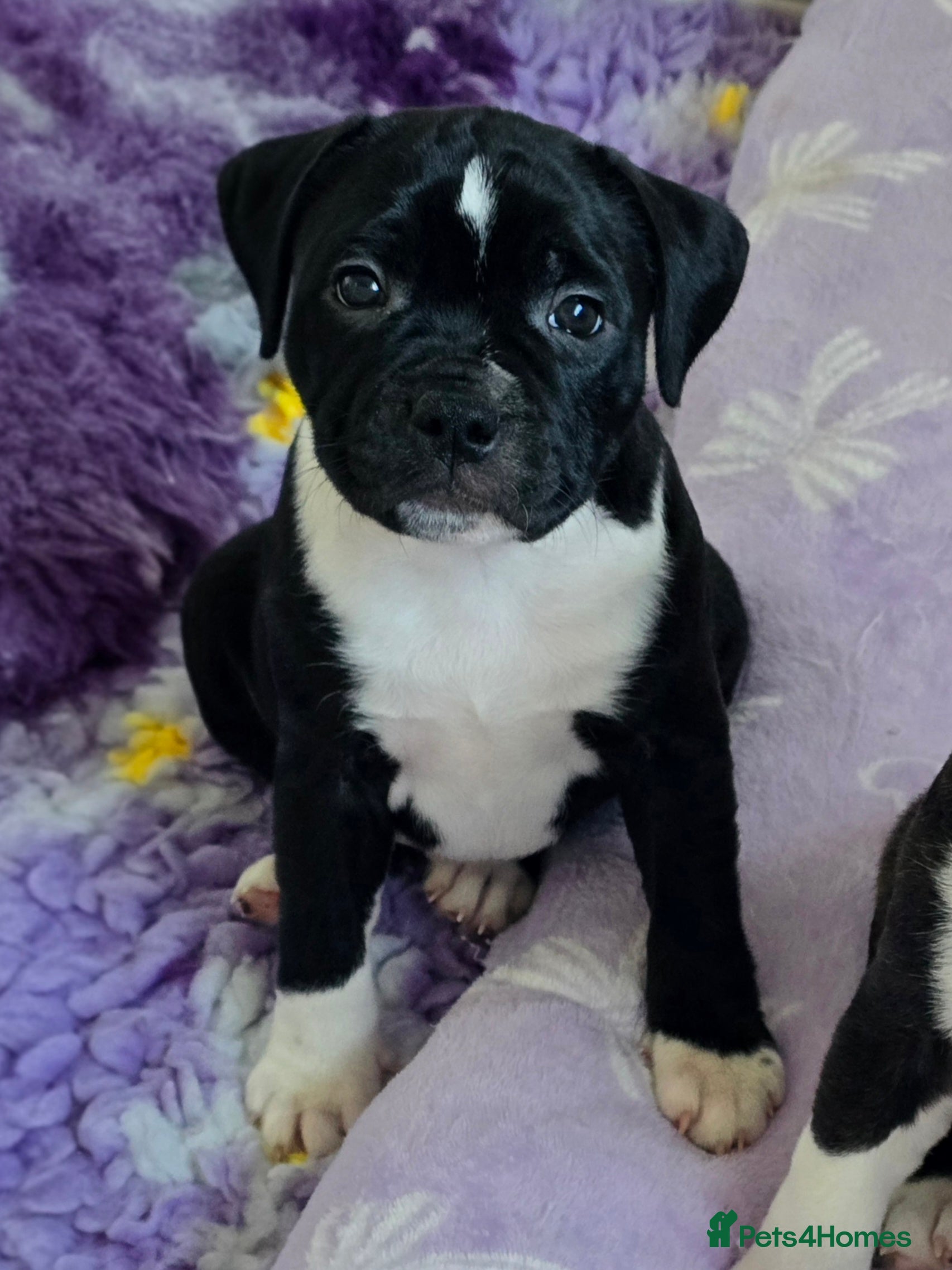 Staffordshire Bull Terrier dogs ✨️SBT puppies COI 2.5✨️ - Advert 2