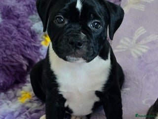 Staffordshire Bull Terrier dogs ✨️SBT puppies COI 2.5✨️ - Advert 7