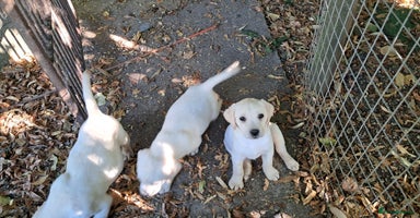 Labrador Retriever dogs - Advert 8