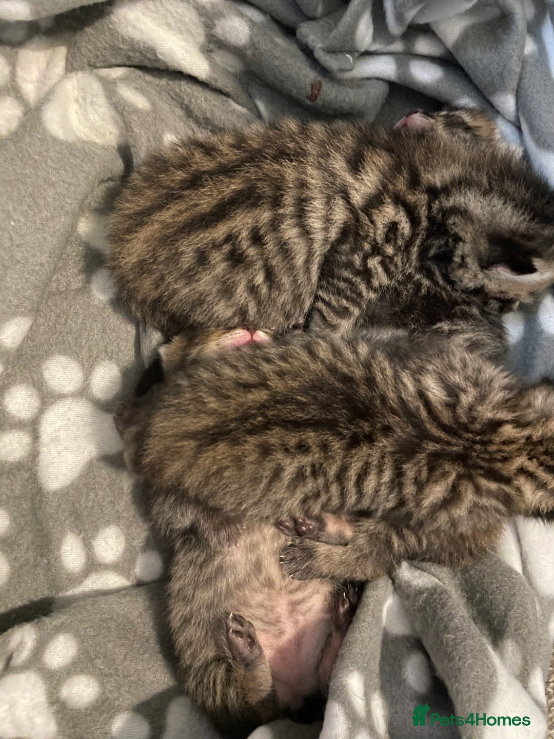 Mixed Breed cats for sale: 4 Beautiful Bears  - Advert 4