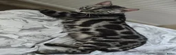 Bengal cats for sale: Tica registered charcoal Bengal girl - Advert 3