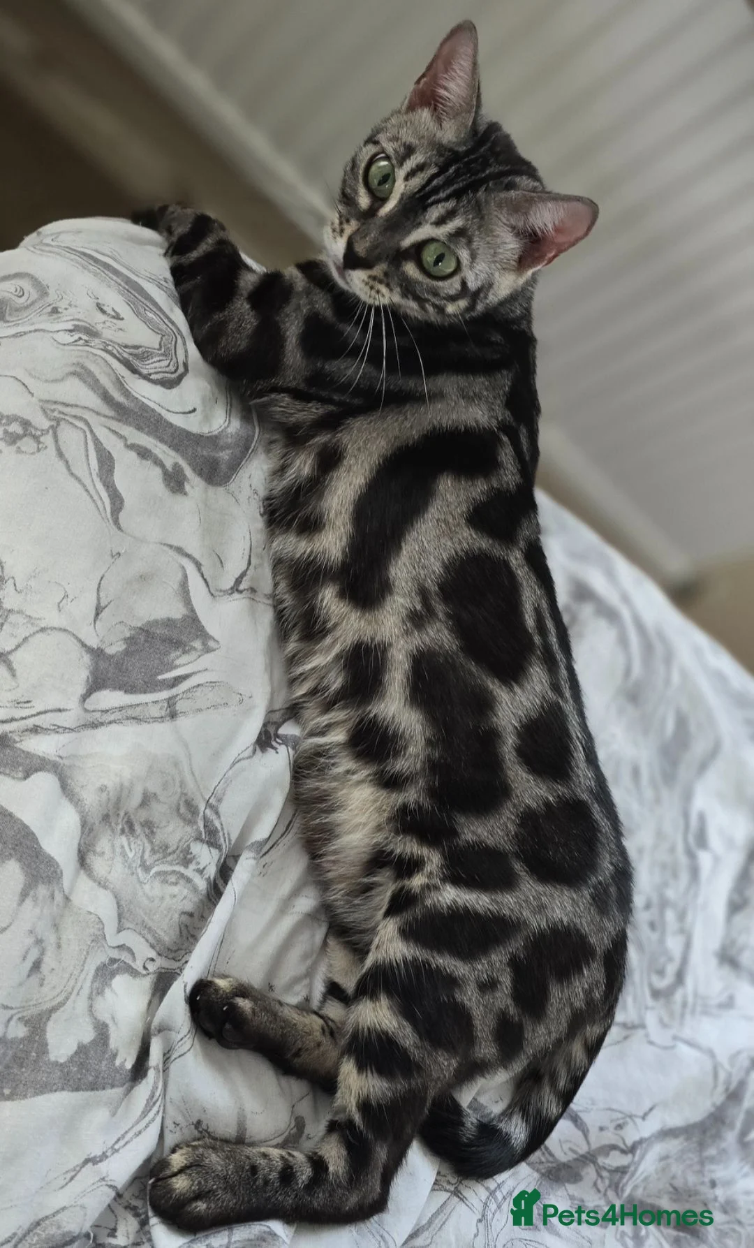 Bengal cats for sale: Tica registered charcoal Bengal girl - Advert 3