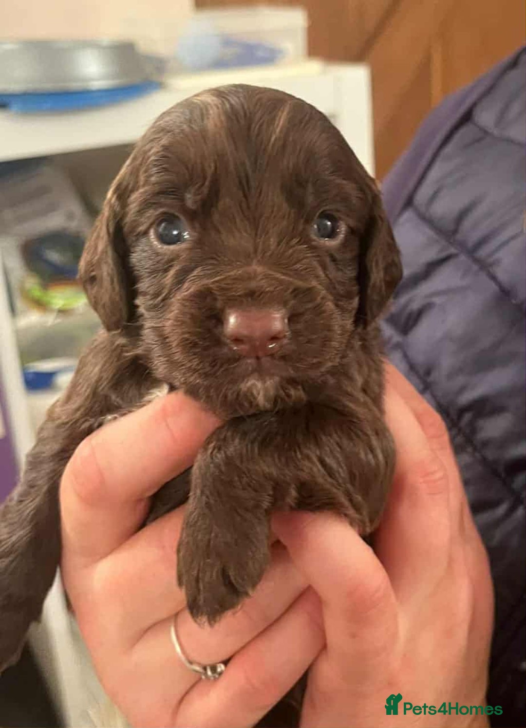 Cocker Spaniel dogs for sale: Gorgeous Health Tested Working Cocker Spaniels - Image 17
