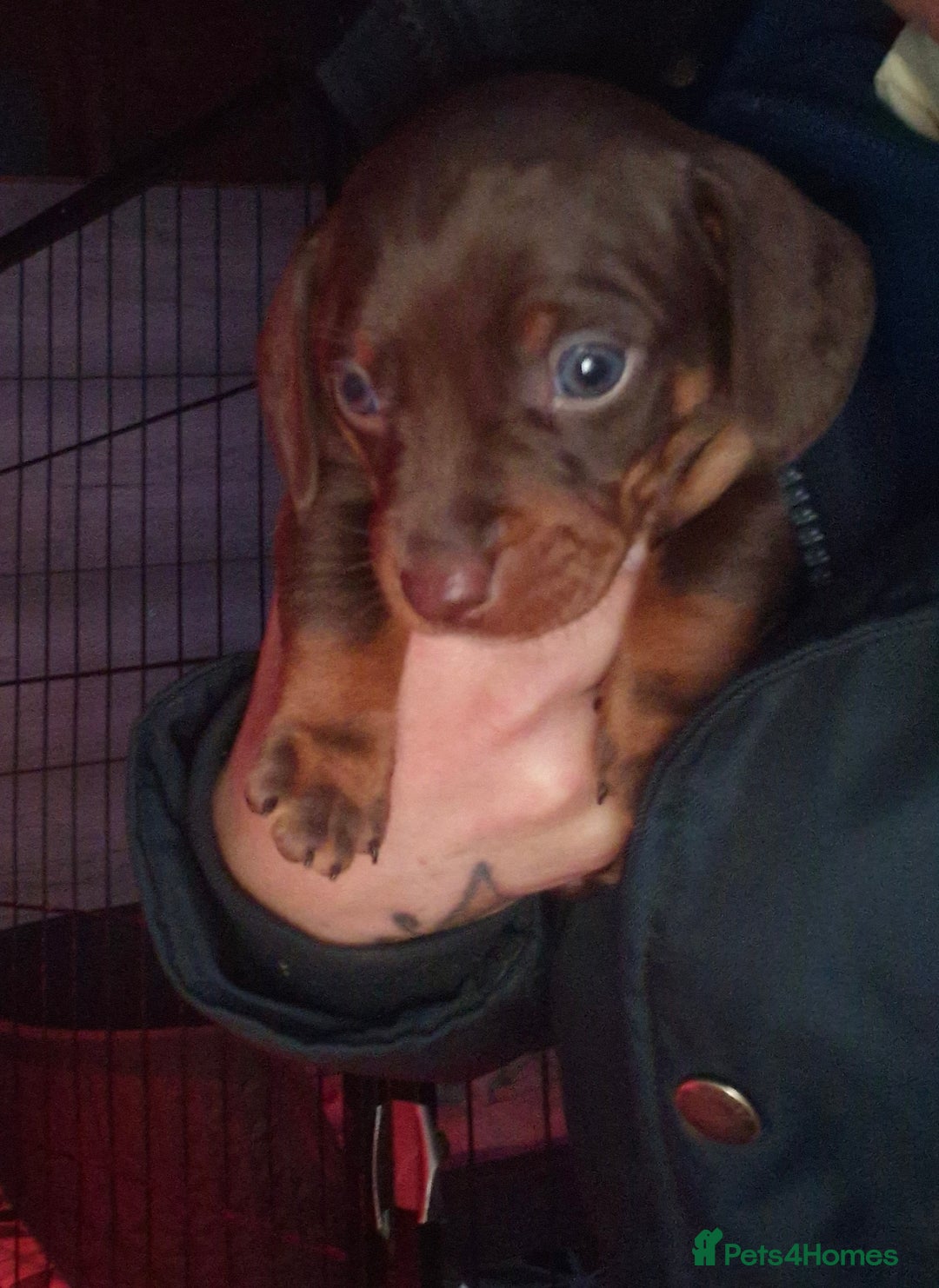Miniature Dachshund dogs for sale: 3 beautiful mini sausages - Advert 10