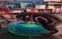 Mixed Breed cats for sale: Kittens  - Image 5
