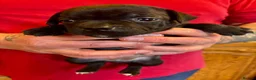 Staffordshire Bull Terrier dogs for sale: Beautiful strong puppies  - Advert 6