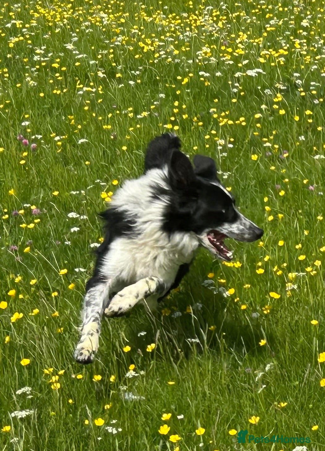 Border Collie dogs Failed sheepdog - Advert 1