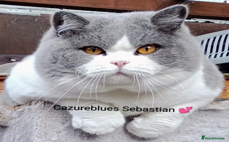 British Shorthair cats in Manchester - Advert 5