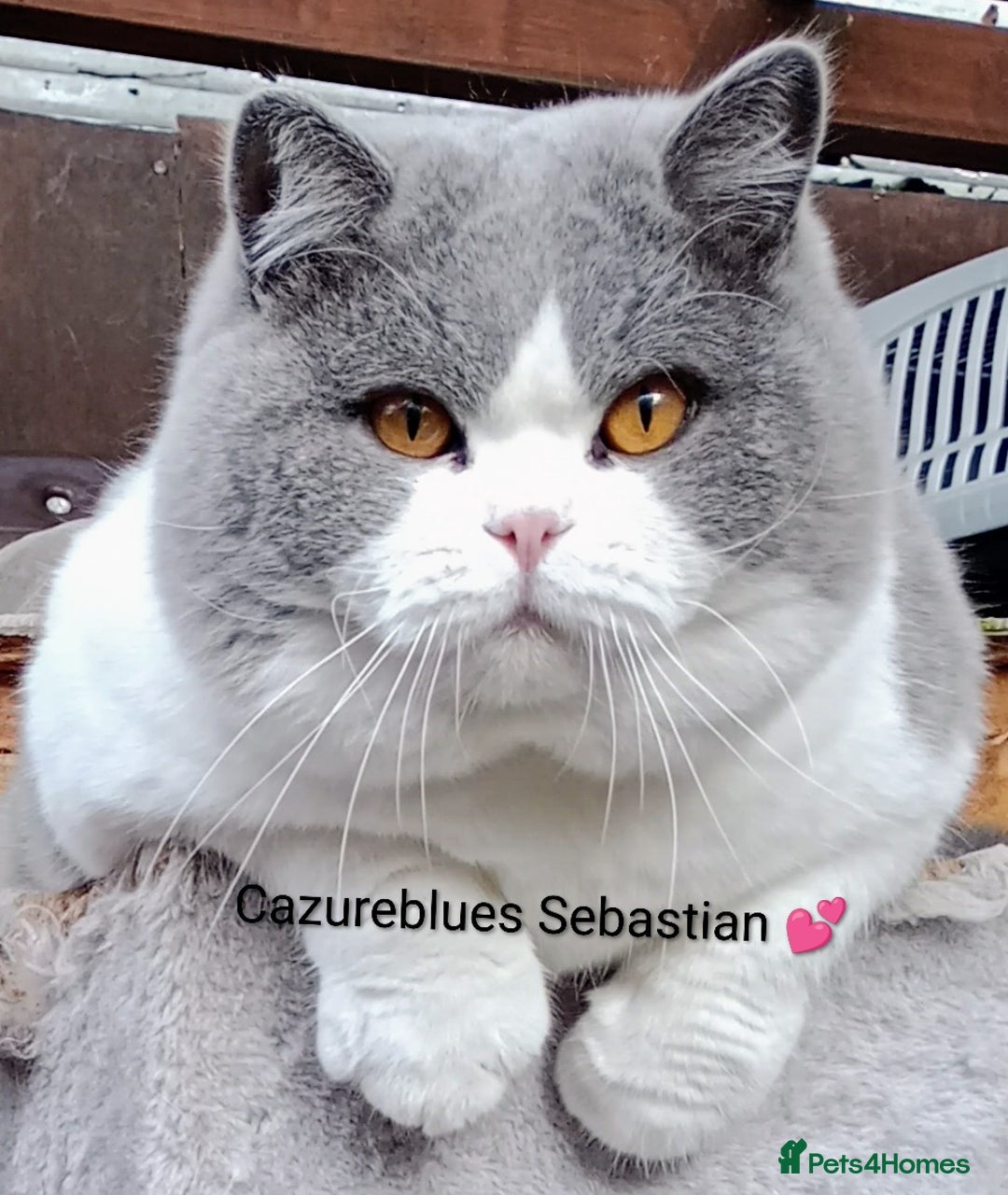 British Shorthair cats for stud: Gccf Active Lilac Stud Blood B NO LH in Manchester - Image 1