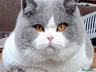 British Shorthair cats in Manchester - Advert 16