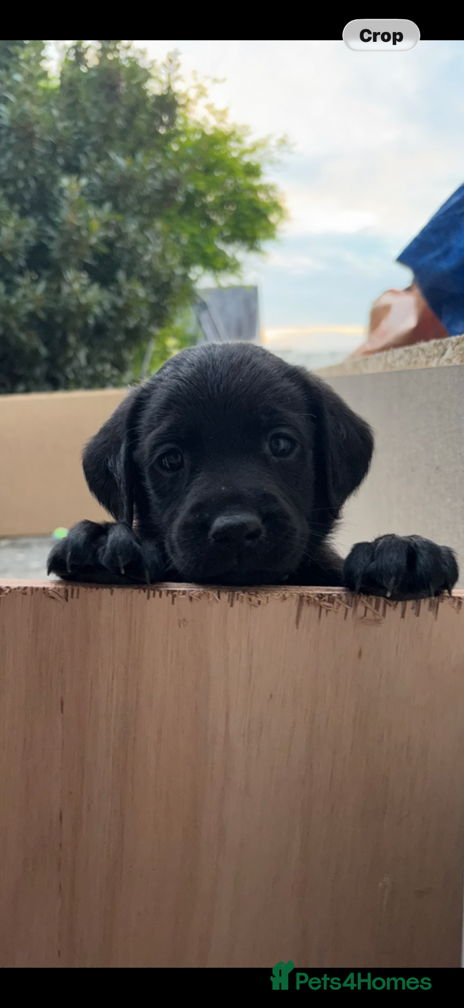 Springador dogs for sale: Springador puppies  - Advert 1