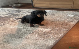 Miniature Dachshund dogs for sale: Miniature daschunds  - Image 14