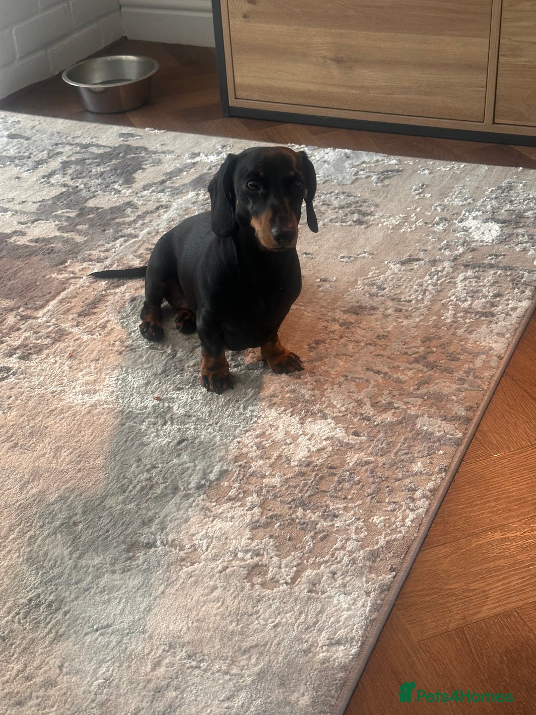 Miniature Dachshund dogs for sale: Miniature daschunds  - Image 14